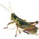 Green Grasshopper